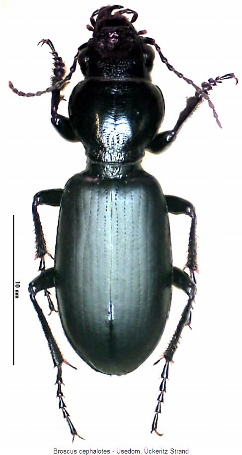 broscus_cephalotes_hab.jpg
