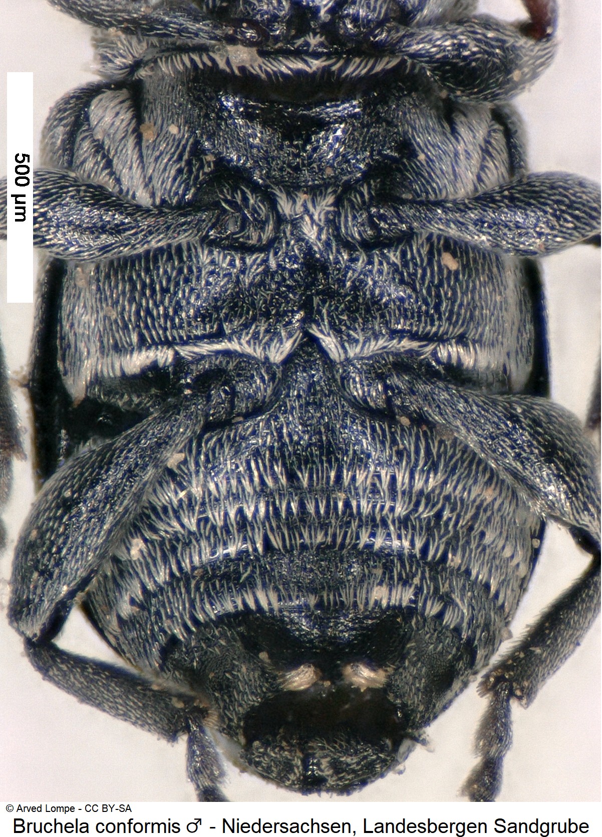 bruchela_conformis_ck31953225_us.jpg