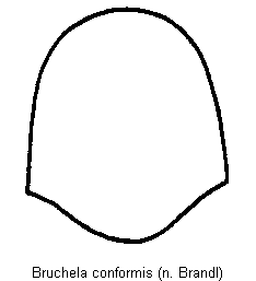 bruchela_conformis_hsch.gif