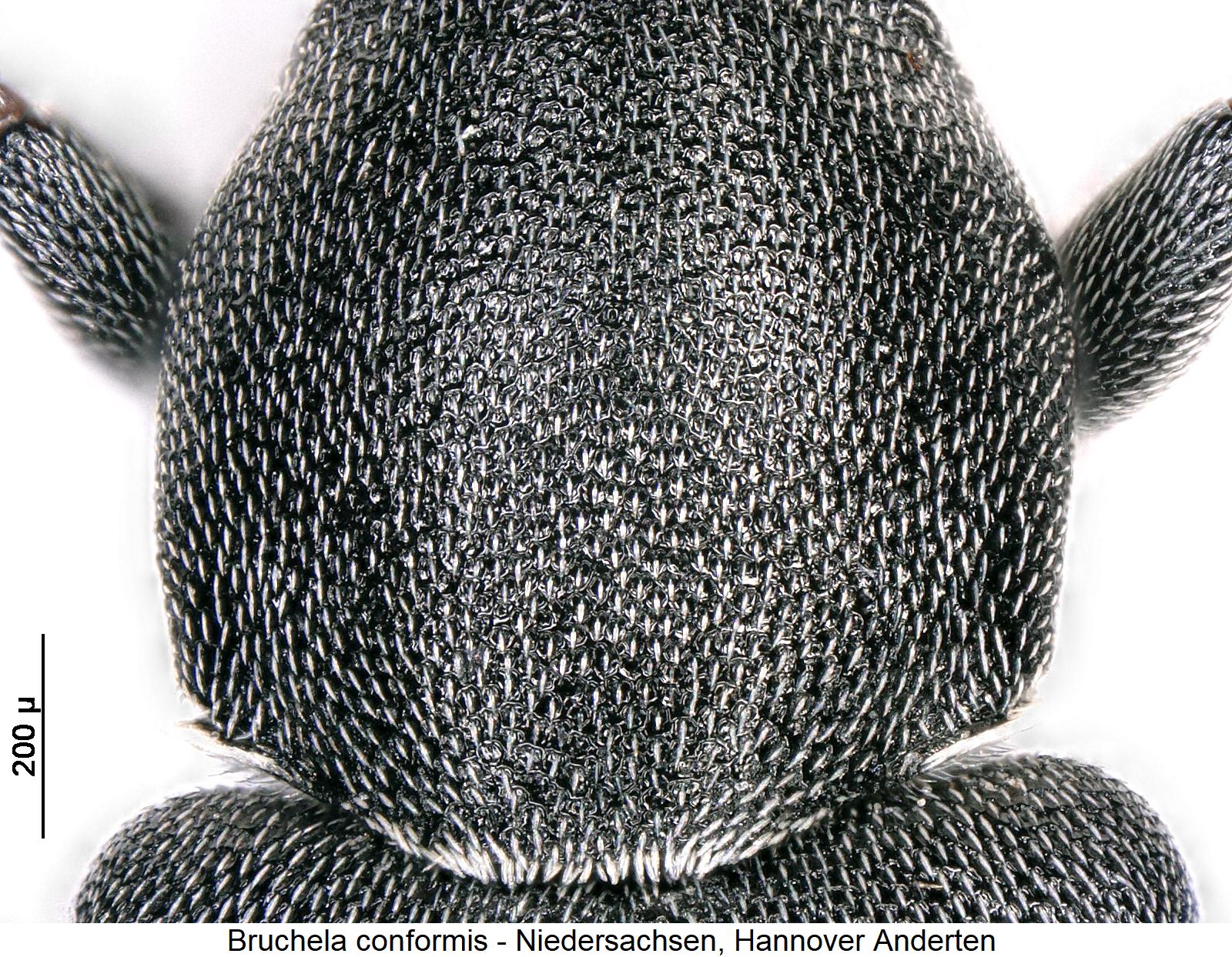 bruchela_conformis_hsch.jpg
