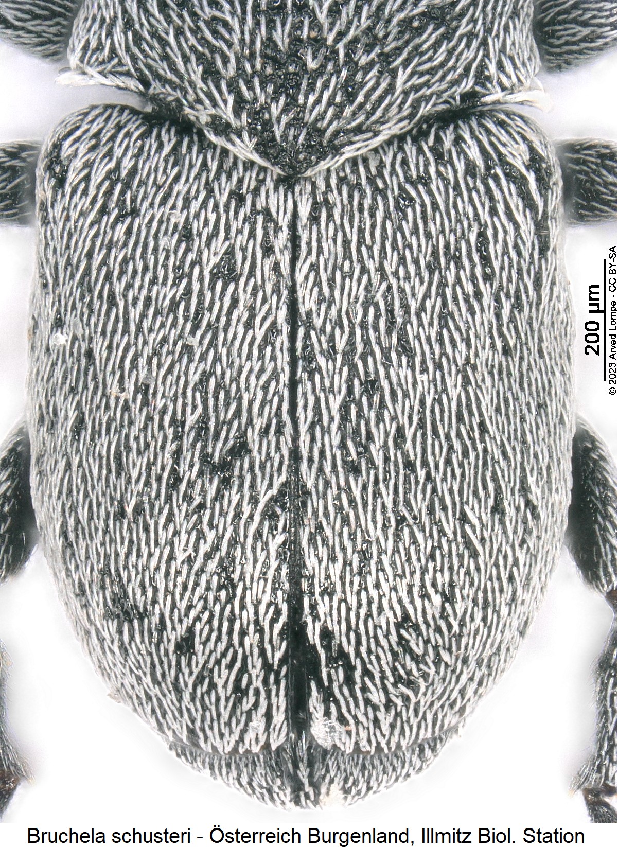 bruchela_schusteri_ck28557986_fld.jpg