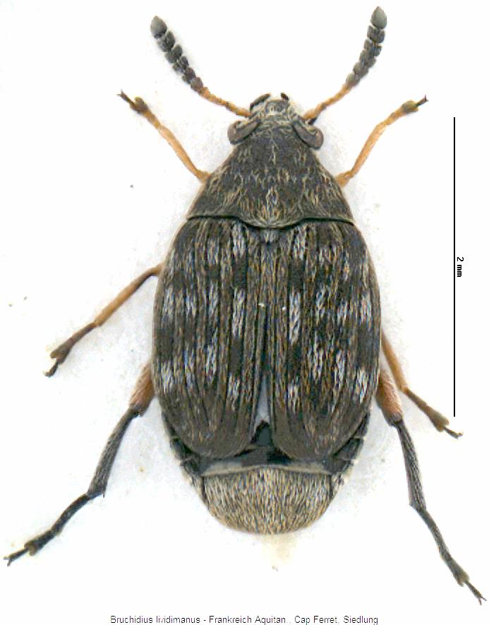 bruchidius_lividimanus_hab.jpg