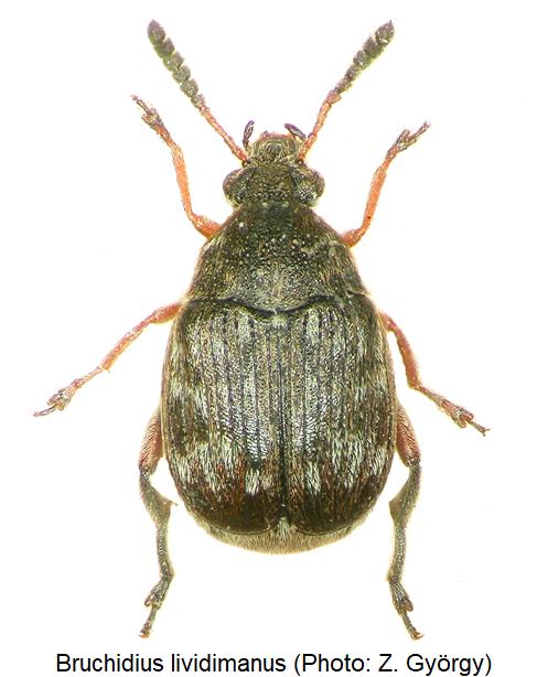 bruchidius_lividimanus_hab1.jpg