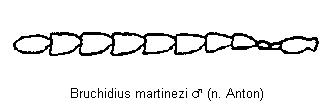 bruchidius_martinezi_f.gif