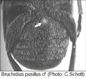bruchidius_pusillus_m_abd.jpg