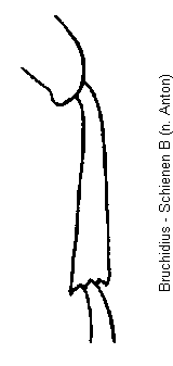 bruchidius_schnb.gif