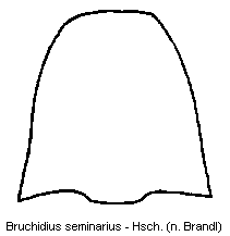 bruchidius_seminarius_hsch.gif