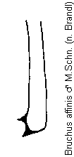 bruchus_affinis_mschn.gif
