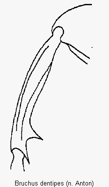 bruchus_dentipes_mschn.gif