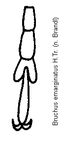 bruchus_emarginatus_htr.gif
