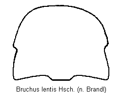 bruchus_lentis_hsch.gif