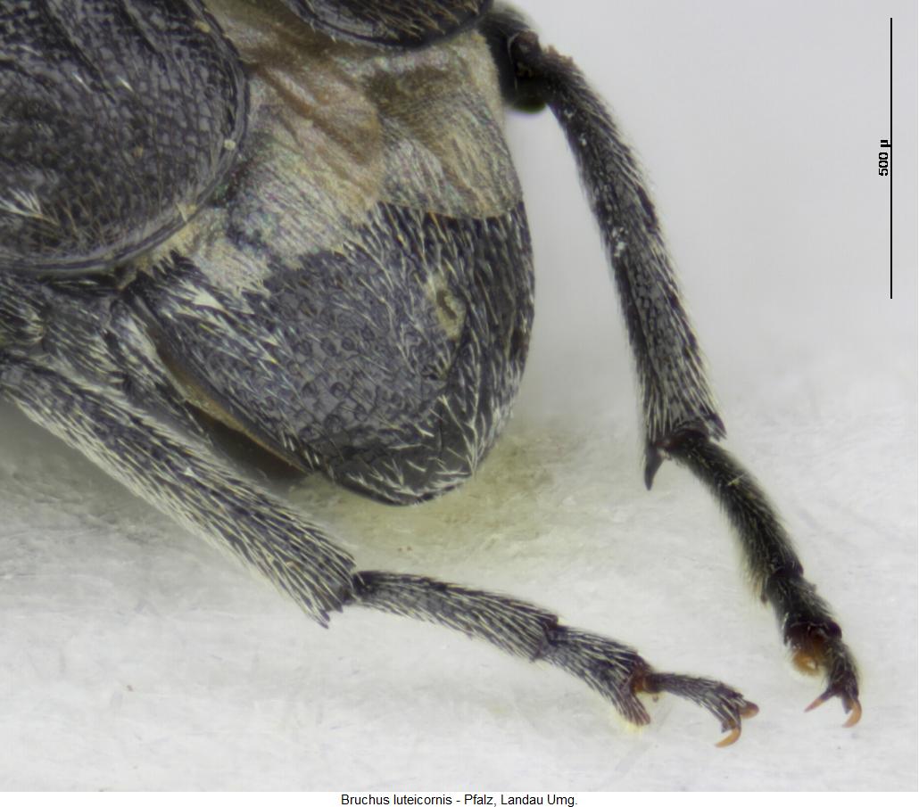 bruchus_luteicornis_hschn.jpg