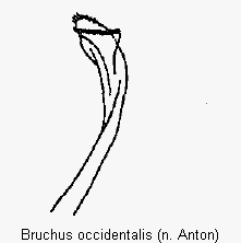 bruchus_occidentalis_pm.gif