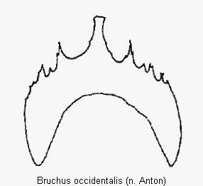 bruchus_occidentalis_ster.gif