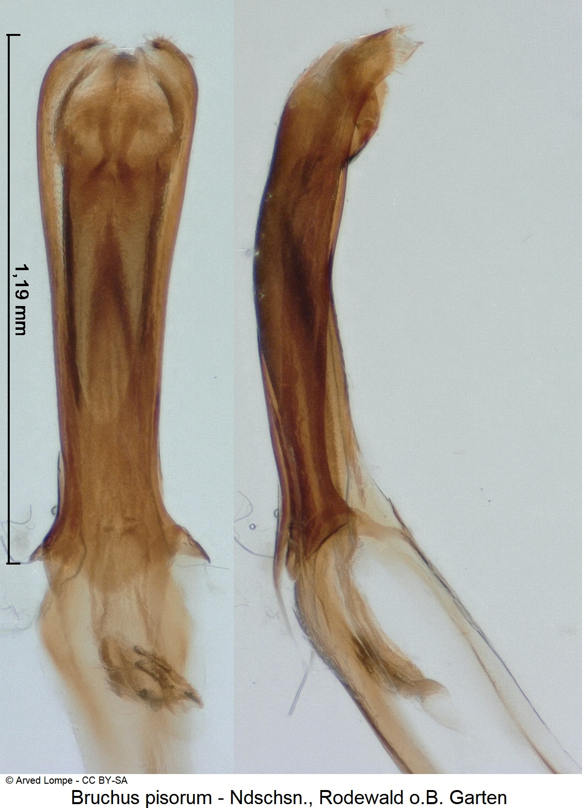 bruchus_pisorum_ck34108920.jpg