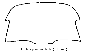 bruchus_pisorum_hsch.gif
