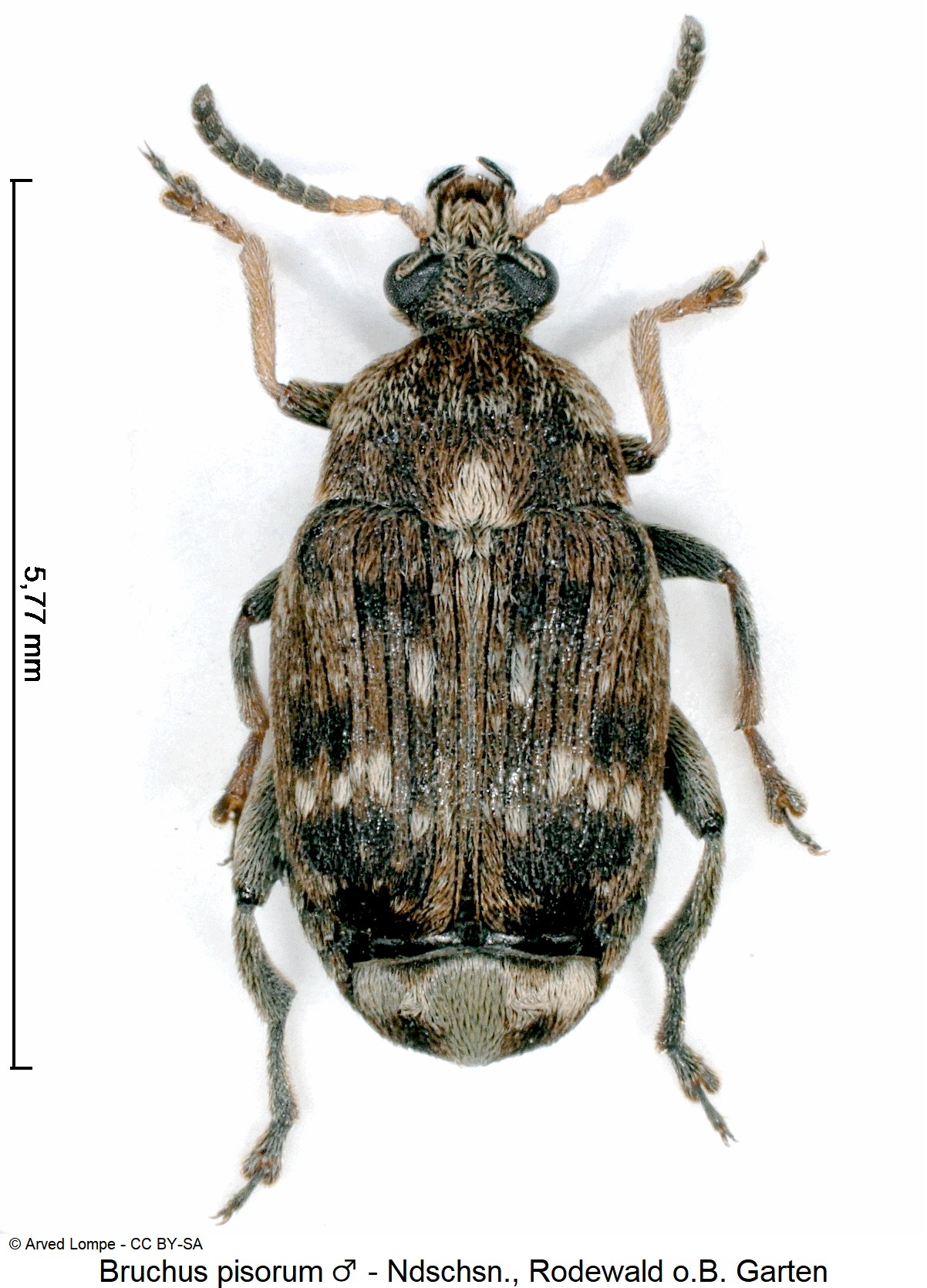 bruchus_pisorum_m_ck34108920_hab.jpg