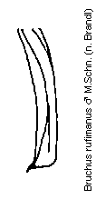 bruchus_rufimanus_mschn.gif
