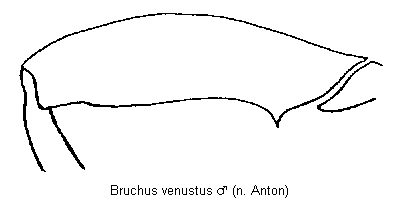 bruchus_venustus_hschl.gif