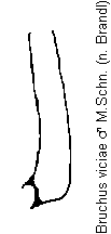 bruchus_viciae_mschn.gif