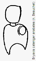 bryaxis_anabates_f.gif
