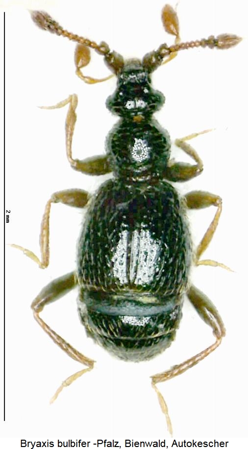 bryaxis_bulbifer_hab.jpg