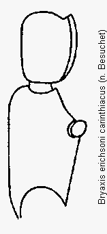 bryaxis_carinthiacus_f.gif