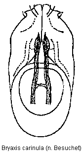 bryaxis_carinula.gif