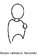 bryaxis_carinula_f.gif