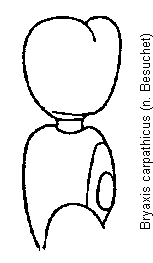 bryaxis_carpathicus_f.gif