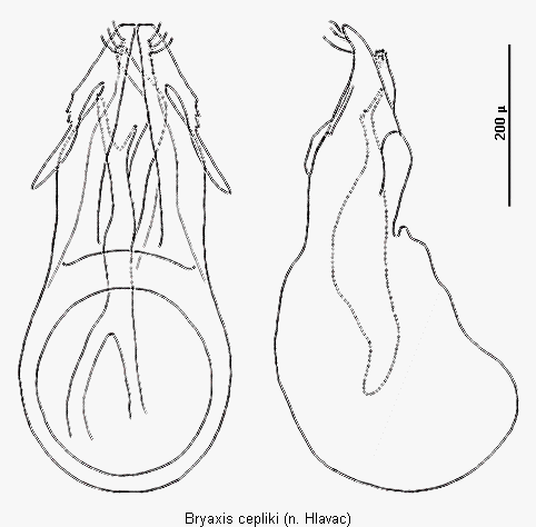 bryaxis_cepliki.gif