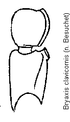 bryaxis_clavicornis_f.gif