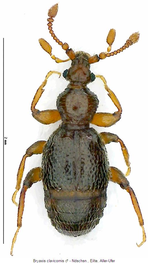 bryaxis_clavicornis_hab.jpg