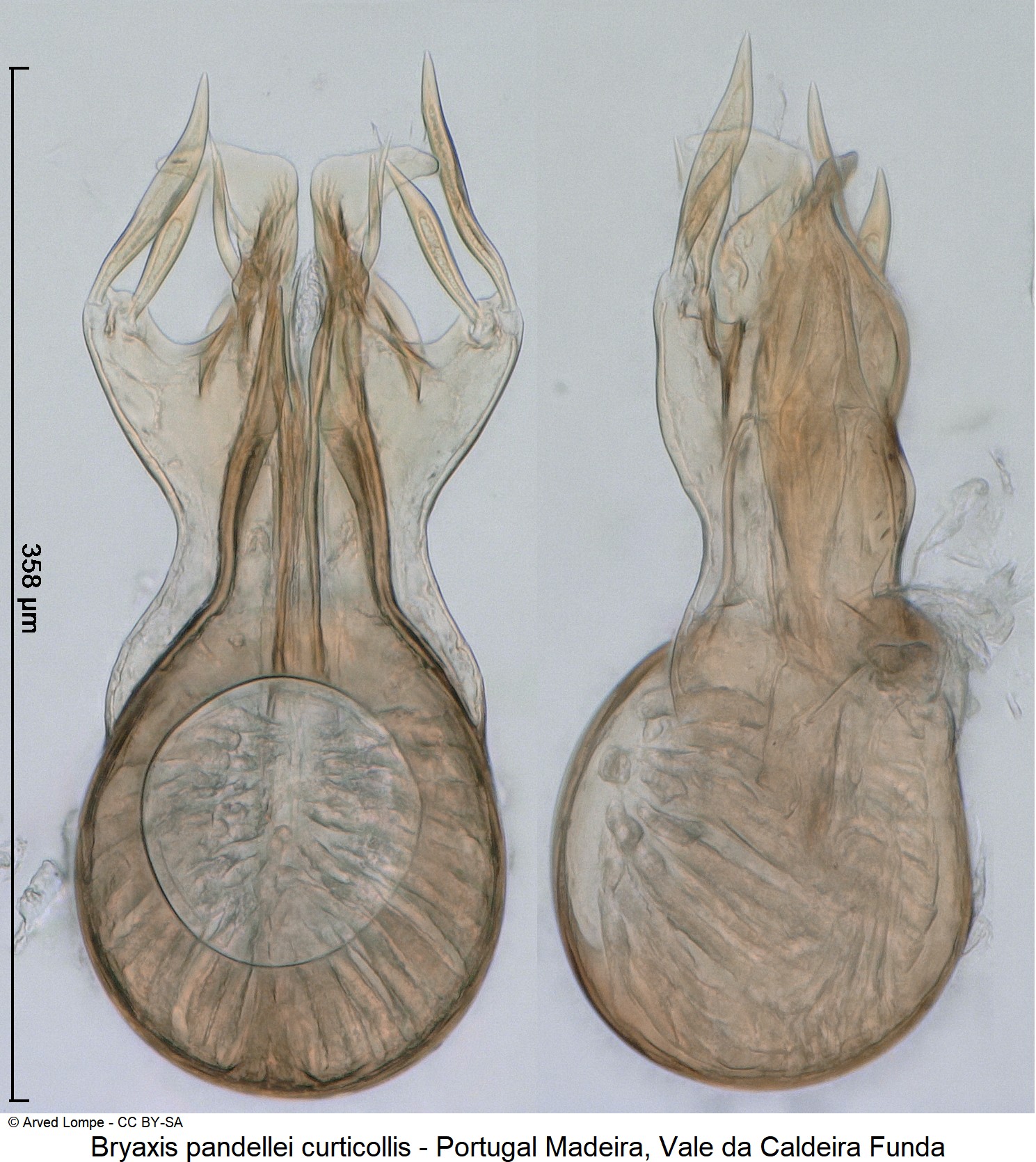 bryaxis_curticollis_ck37153121.jpg