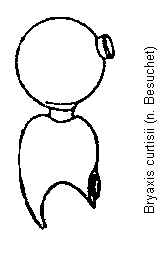 bryaxis_curtisii_f.gif