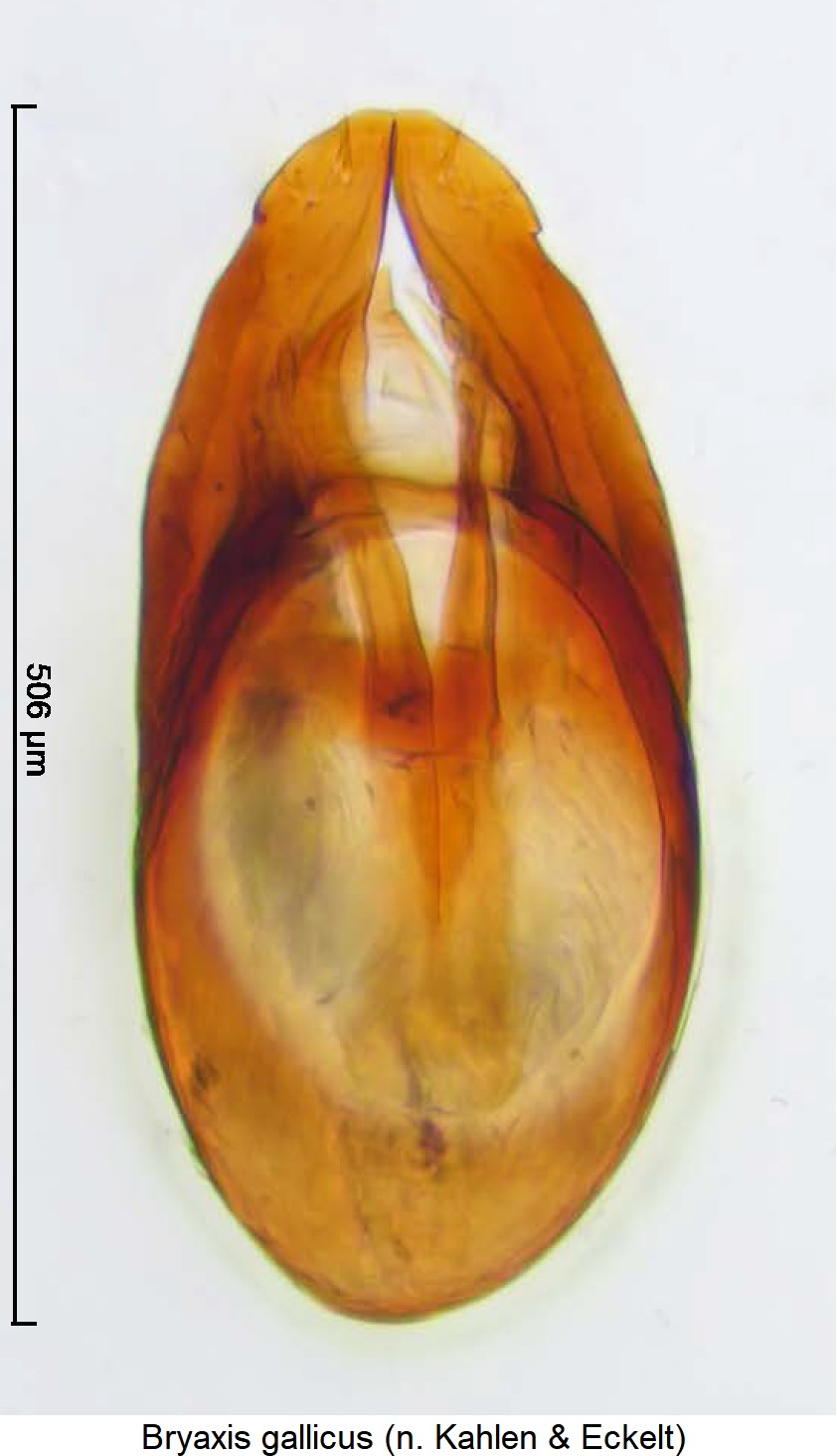 bryaxis_gallicus.jpg