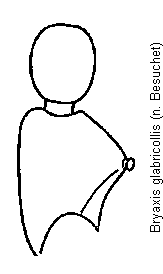 bryaxis_glabricollis_f.gif