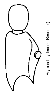 bryaxis_heydeni_f.gif