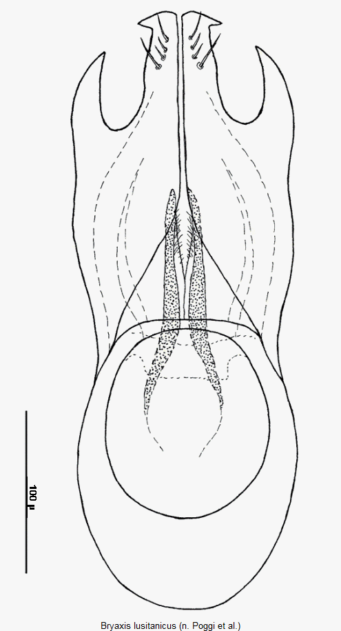 bryaxis_lusitanicus1.gif