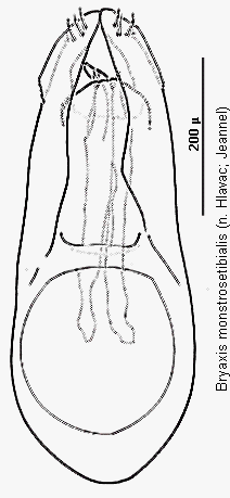 bryaxis_monstrosetibialis.gif