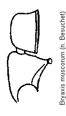 bryaxis_muscorum_f.gif