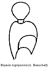 bryaxis_nigripennis_f.gif