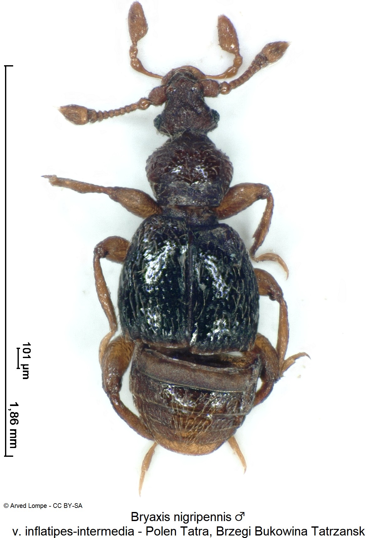 bryaxis_nigripennis_m_ck34326229_hab-1.jpg