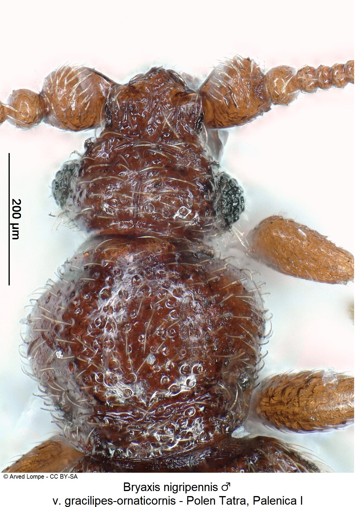 bryaxis_nigripennis_m_ck34336562_hsch.jpg