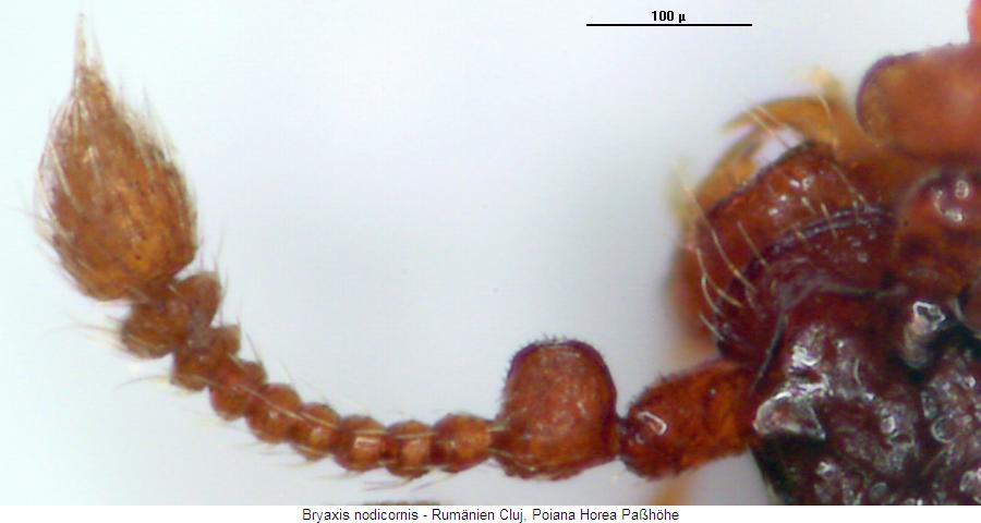 bryaxis_nodicornis_fb.jpg