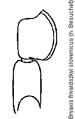bryaxis_slovenicus_f.gif