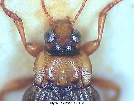 brychius_elevatus_vk.jpg
