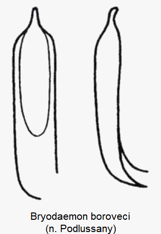 bryodaemon_boroveci.gif