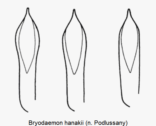 bryodaemon_hanakii.gif