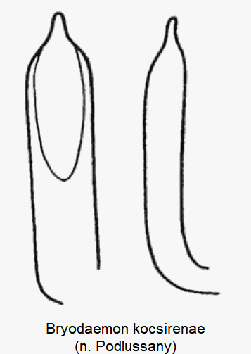 bryodaemon_kocsirenae.gif